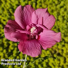 Hibiscus 'Flower Tower Ruby'
