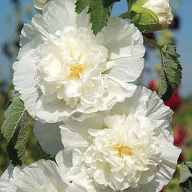 Hollyhock 'Chater's Double Icicle' - Seeds