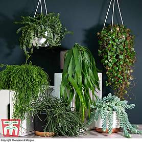 Nurserymans Choice Hanging Basket Succulent Plant Collection (House Plant)