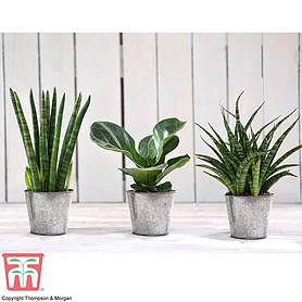 Easy Care Houseplant Collection (House Plant)