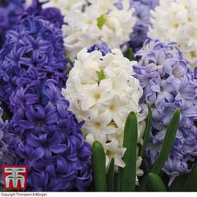 Hyacinth 'Rhapsody in Blue'