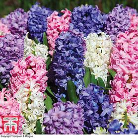 Hyacinth 'Value Mixed'