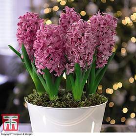 Hyacinth 'Pink Pearl' - Gift