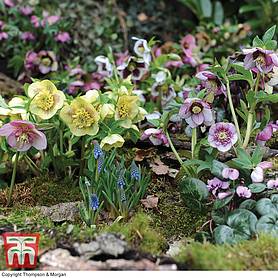 Hellebore 'Anemone Flowered' Collection