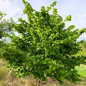 Hazel tree (Corylus avellana) grown by Cotswold Trees