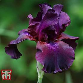 Iris pumila 'Cherry Garden'