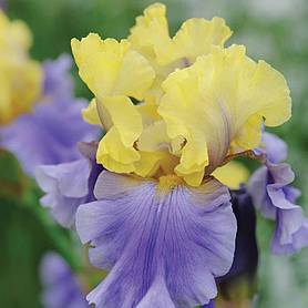 Iris 'Edith Wolford' (Re-blooming)