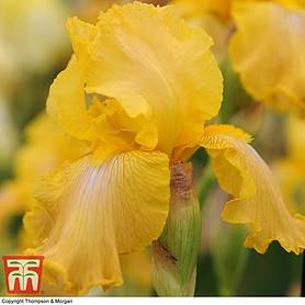 Iris 'Buckwheat' (Re-Blooming)