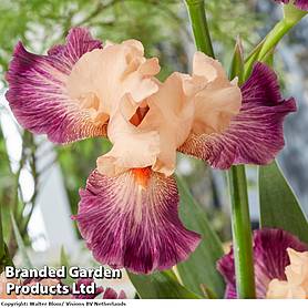 Iris germanica 'Rose de Perse'