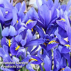 Iris reticulata 'Blue'