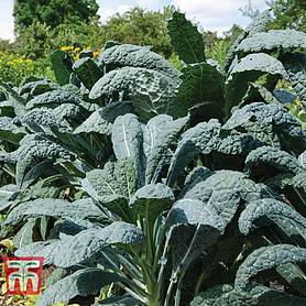 Kale 'Nero di Toscana' - Seeds