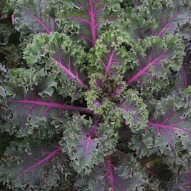 Kale 'Midnight Sun' - Seeds