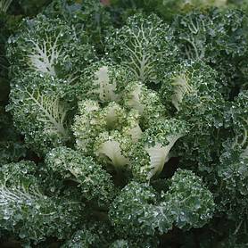 Kale 'Emerald Ice' - Seeds