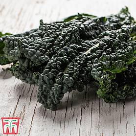 Kale 'Black Kale'