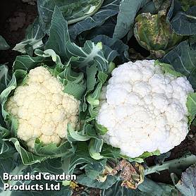Cauliflower 'Whitex'