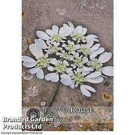 Orlaya grandiflora - Kew Flowerhouse Seed Collection