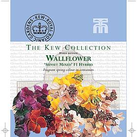 Wallflower 'Sunset Mixed' F1 Hybrid  - Kew Collection Seeds
