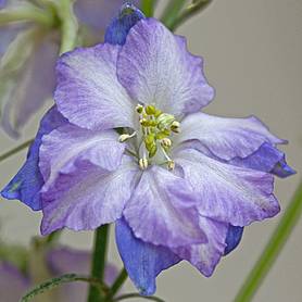 Larkspur 'Fancy Purple Picotee' - Seeds