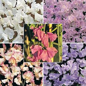 Sweet Pea 'Fragrant For Cutting' Collection