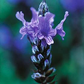 Lavender (Fernleaf)