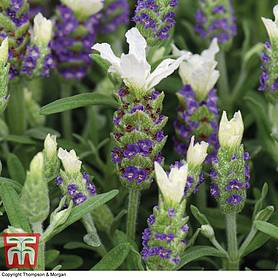 Lavender 'White Giant Summer Improved' (Butterfly Garden)