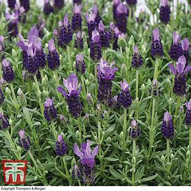 Lavender 'Favourite Summer Improved' (Butterfly Garden)