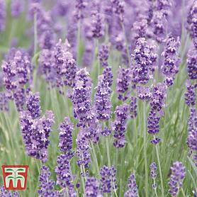 Lavender 'Munstead' - Plug Plants