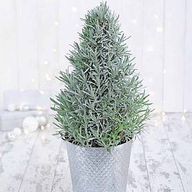Lavender Christmas Tree - Gift