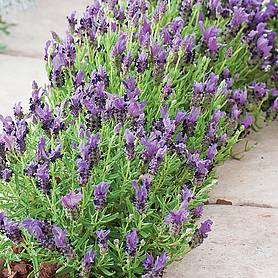 Lavender stoechas 'Bandera Purple'