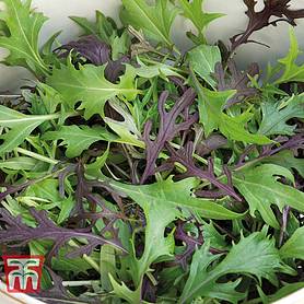 Salad Leaves 'Four Colour Mizuna Mixed'