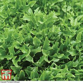 Lettuce 'Skilton' - Seeds