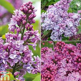 Nurserymans Choice Lilac Plants
