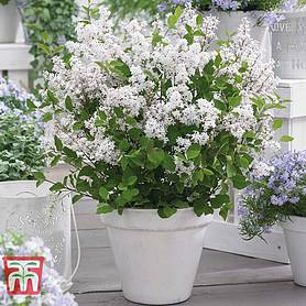 Lilac Dwarf 'Flowerfesta® White'