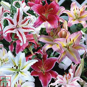 Lily Oriental Bumper Pack