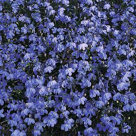 Lobelia erinus 'Blue Cascade' - Seeds