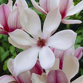 Magnolia 'Red Lucky'