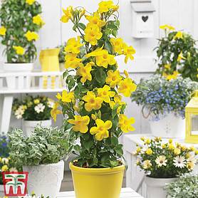 Mandevilla sanderi 'Bloom Bells® Yellow'