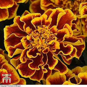 Marigold 'Colossus' - Seeds