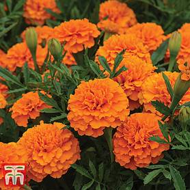 Marigold 'Boy O' Boy Orange' - Seeds