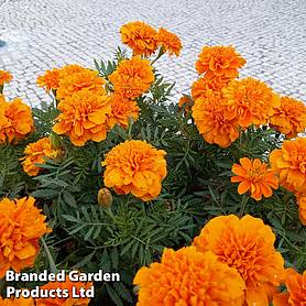 Marigold 'Orange Winner' - Easy Grow Range
