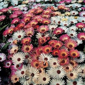 Mesembryanthemum 'Sparkles Mixed'