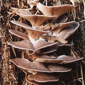 Mushroom 'Oyster'