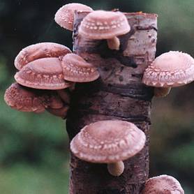 Mushroom 'Shiitake'