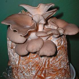 Mushroom 'Oyster' (Growing Kit)