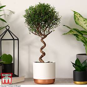 Myrtus communis on Spiral Stem (House plant)