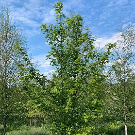 Field Maple tree (Acer campestre) grown by Cotswold Trees