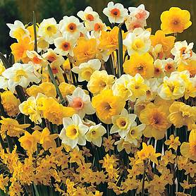 Narcissus 'Sweet Aroma Mixed'