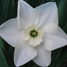 Narcissus 'Green Eyed Lady'