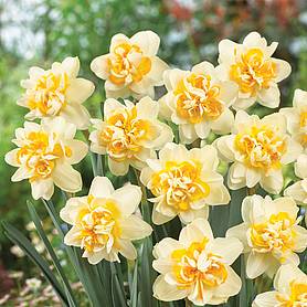 Narcissus 'Peach Cobbler'