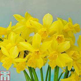 Daffodil Bulbs | Thompson & Morgan